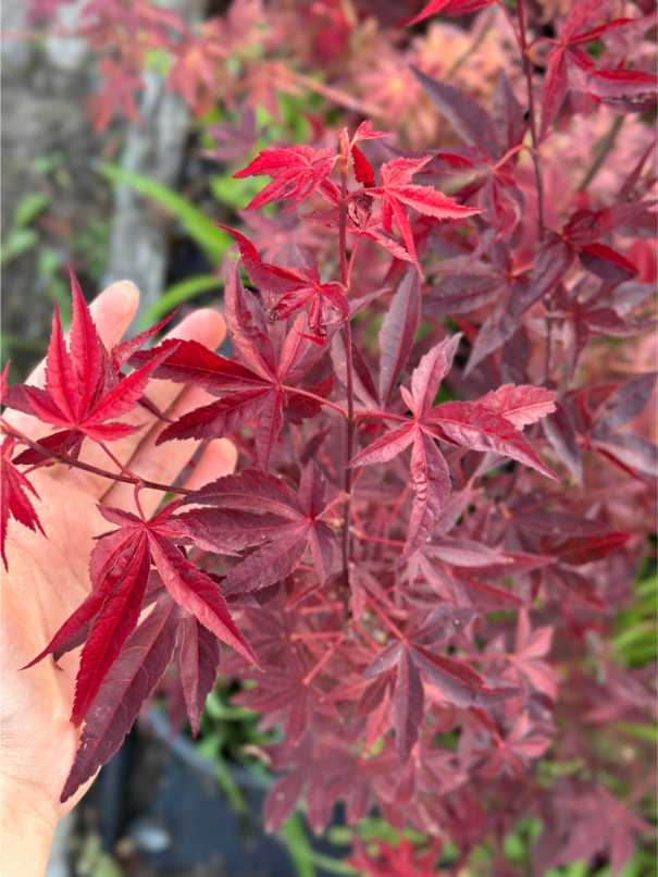 Acer Palmatum Dissectum