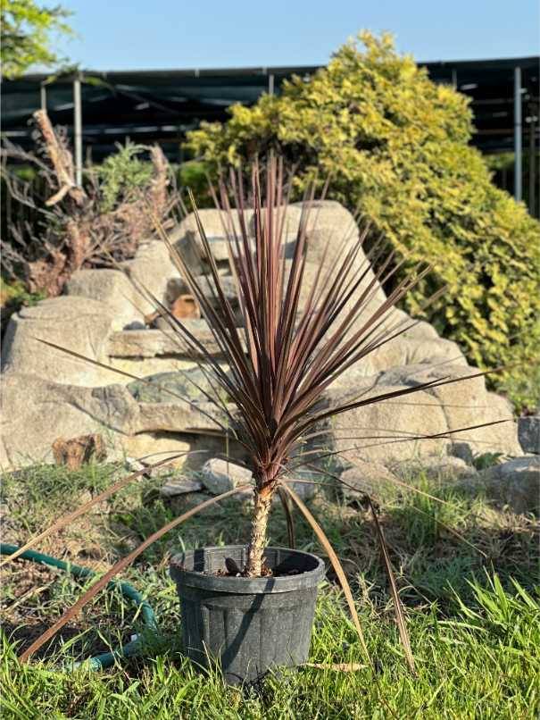 Cordyline Australis Red Star