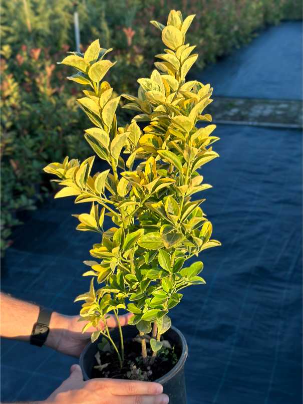 Euonymus Fortunei