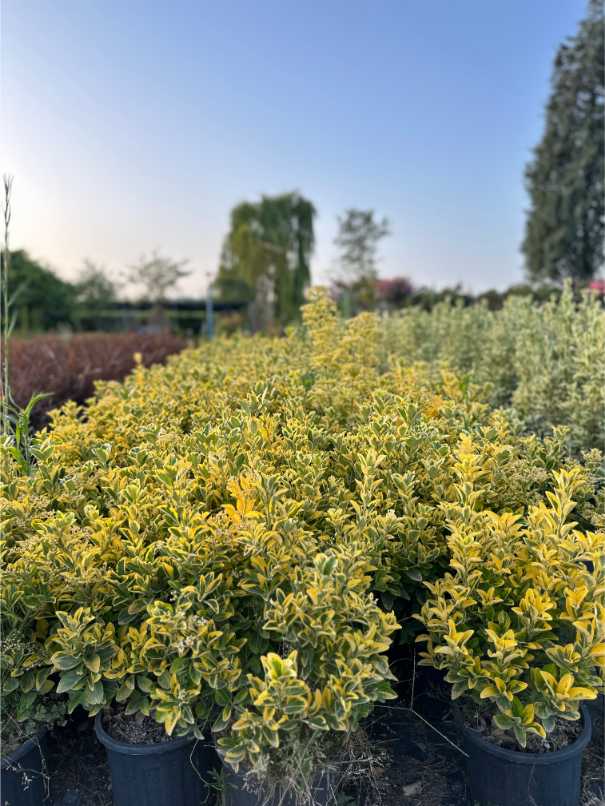 Euonymus Fortunei