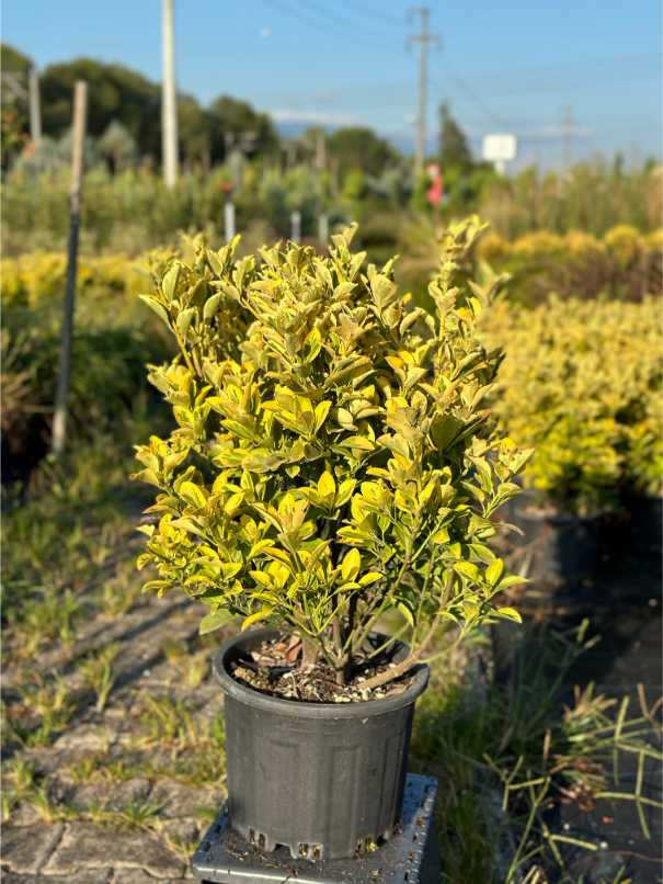 Euonymus Fortunei