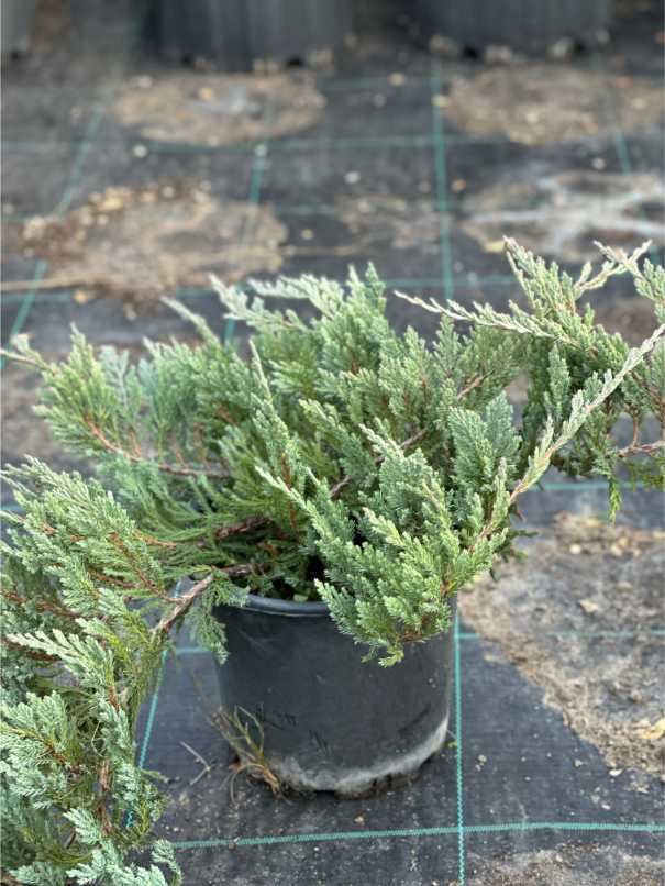 Juniperus Sabina