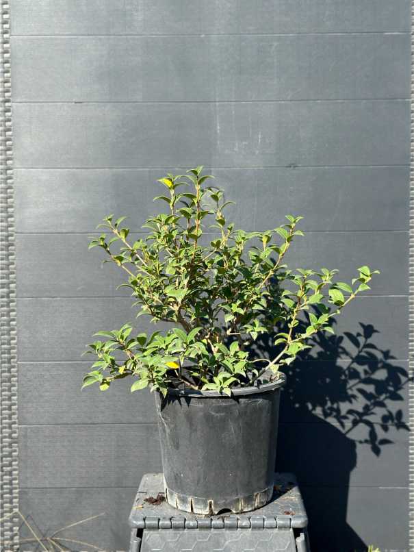 Osmanthus Heterophyllus