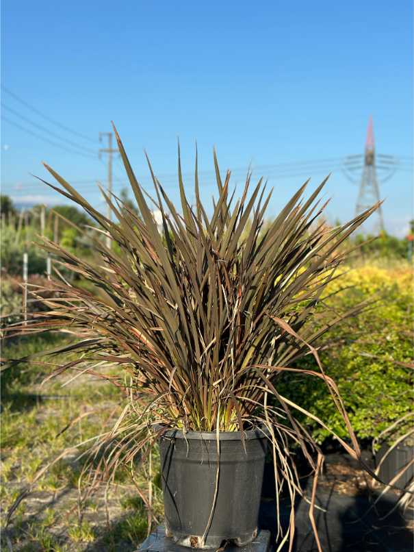 Phormium Tenax Atropurpureum