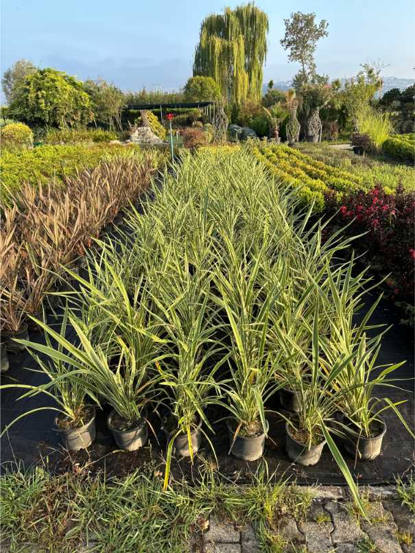 Phormium Tenax Atropurpureum