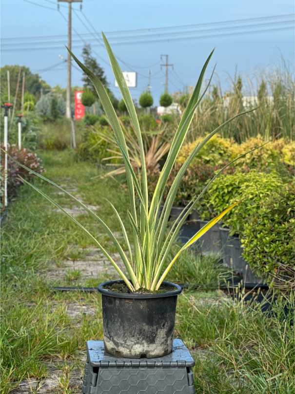 Phormium Tenax Atropurpureum