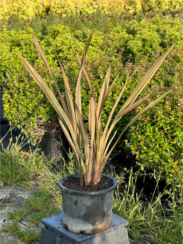Phormium Tenax Atropurpureum