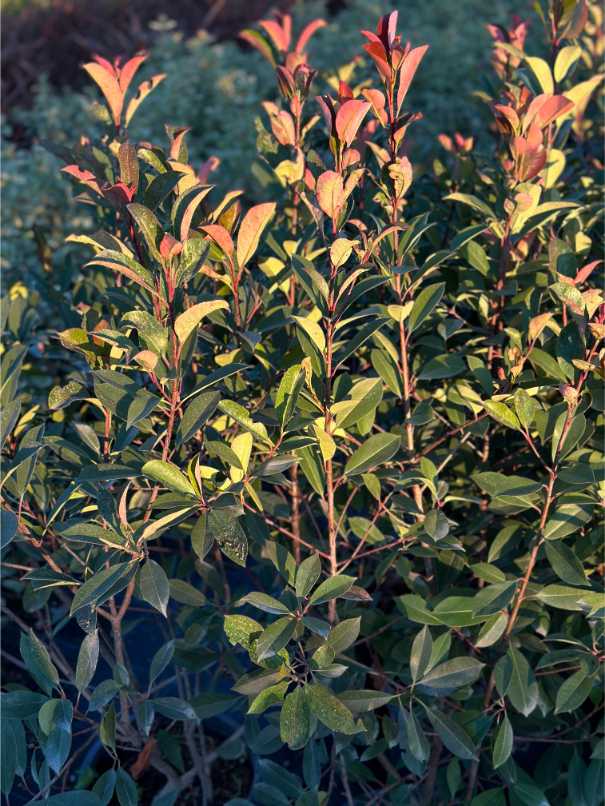 Photinia Red Robin