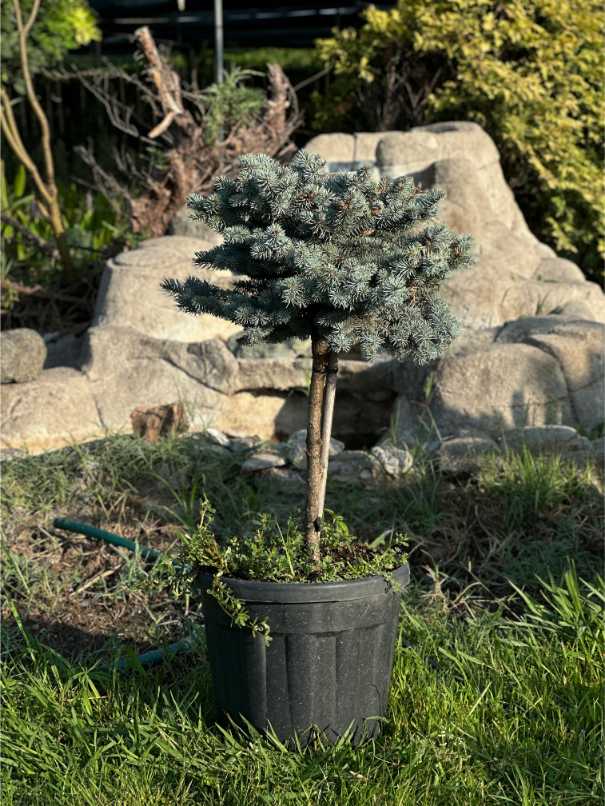 Picea Pungens Glauca Globosa Nana