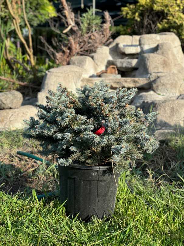 Picea Pungens Glauca Globosa Nana