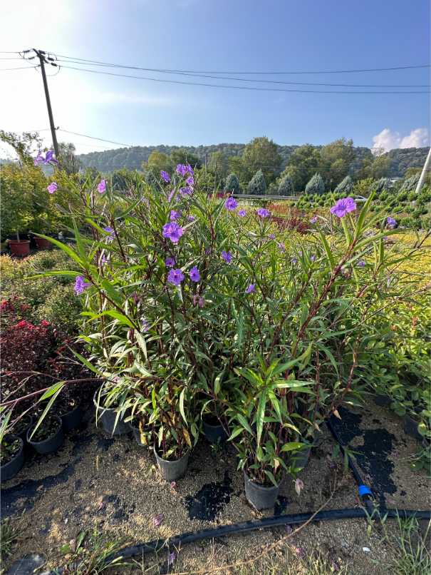 Ruellia Simplex'