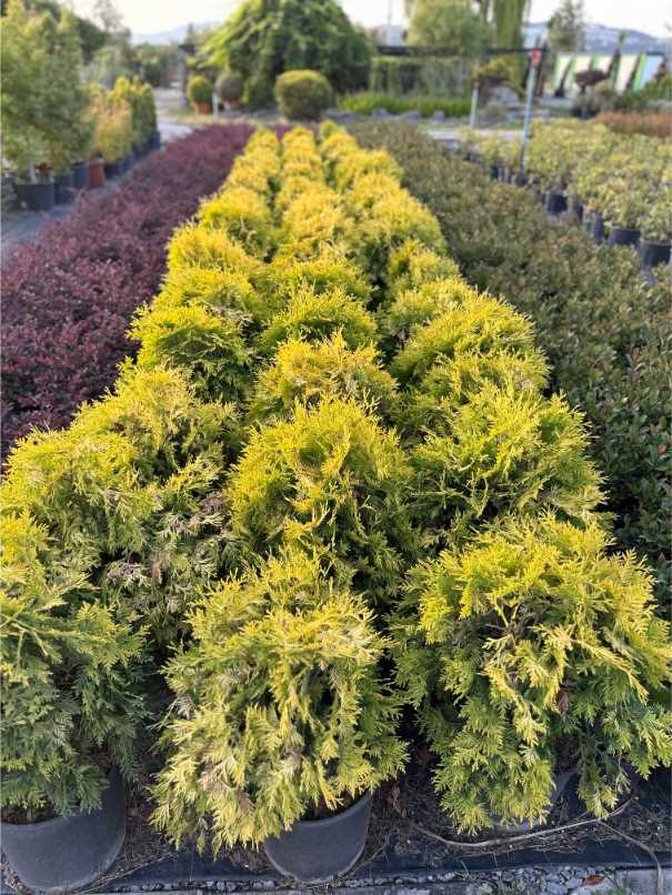 Thuja Orientalis Aurea