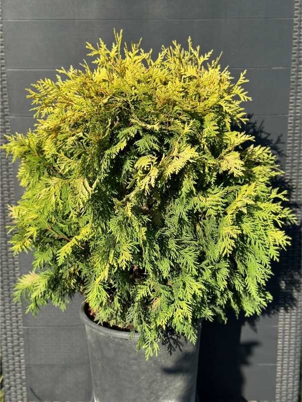 Thuja Orientalis Aurea