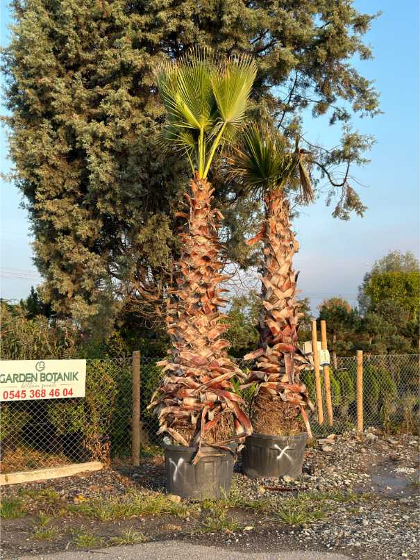 Washingtonia Filifera