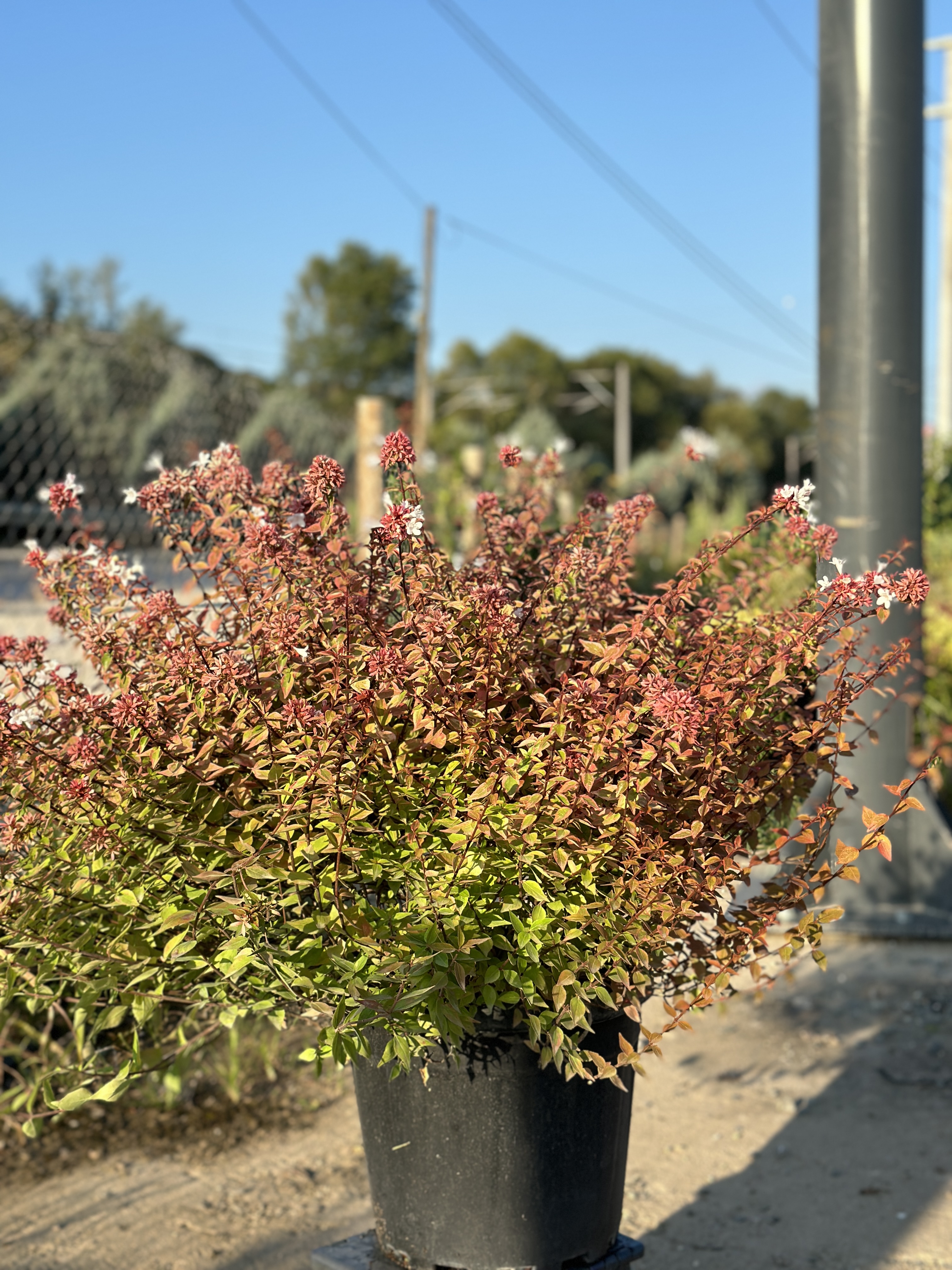 Abelia Grandiflora Lucky Lots