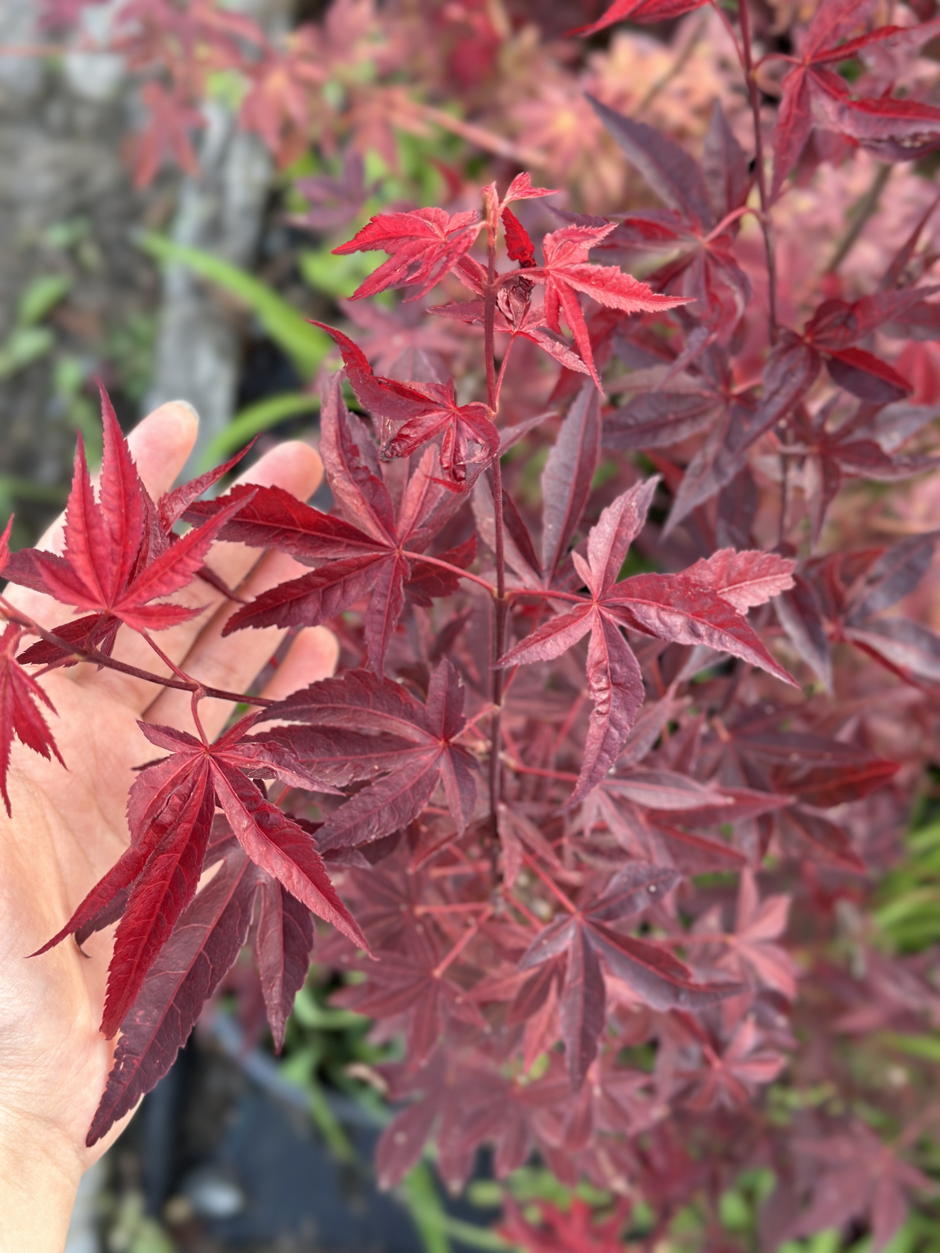 Acer Palmatum Dissectum
